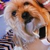 nokipatootie